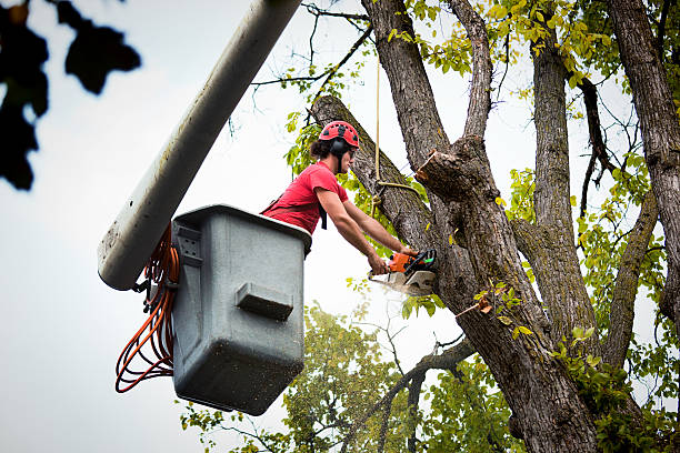 Pennington Gap, VA Tree Removal and Landscaping Services Company